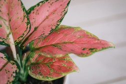 Aglaonema "Beauty"