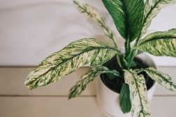 Variegated Peace Lily - Spathiphyllum "Sensation"