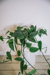 Cebu blue pothos