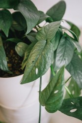 Cebu blue pothos