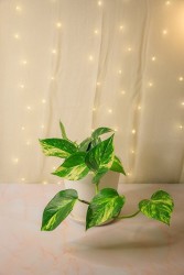 Epipremnum aureum "Golden Pothos"