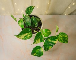 Epipremnum aureum "Golden Pothos"