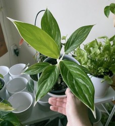 Aglaonema “White Stem Beauty”