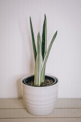 Sansevieria Bantels Sensation