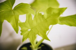 Philodendron selloum "Gold"