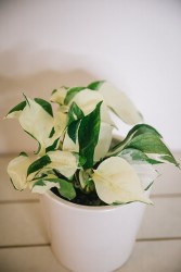 Manjula pothos