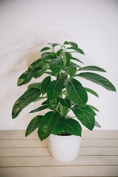 Schefflera alpine