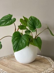 Philodendron - Mamei