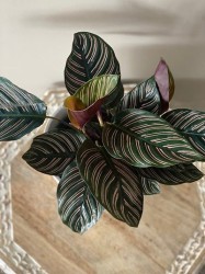 Calathea Ornata