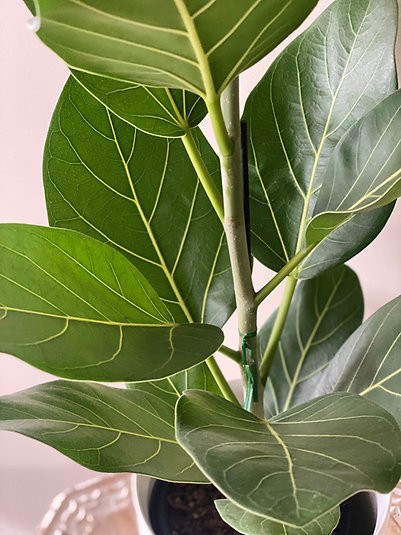 Ficus - Audrey