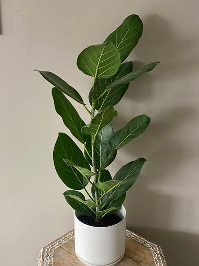 Ficus - Audrey