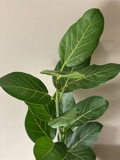 Ficus - Audrey