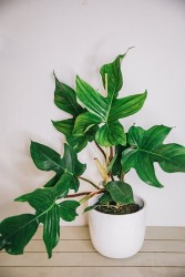 Philodendron squamiferum