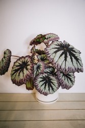 Begonia Firework