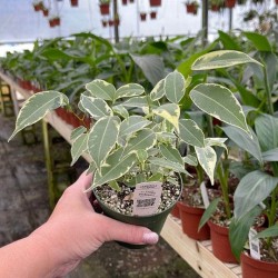 Ficus benjamina 'Variegata'