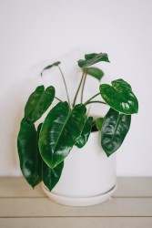 Philodendron Burle Marx