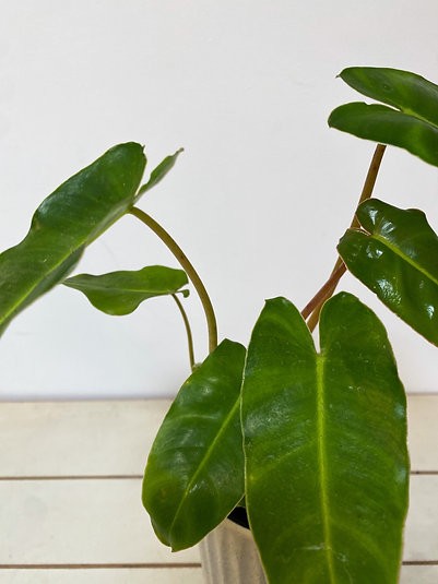 Philodendron Burle Marx