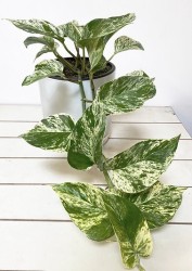 Epipremnum Aureum Marble Queen