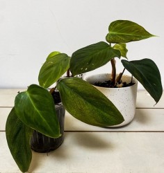 Philodendron Nangaritense