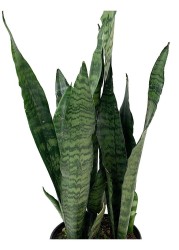 Sansevieria Black Coral