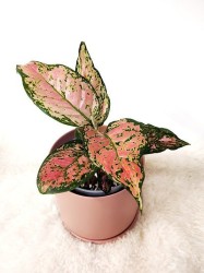 Aglaonema "Wishes"