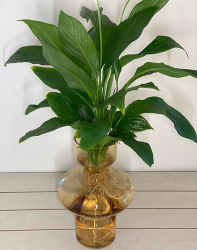 Hydro Collection - Peace Lily in Amber