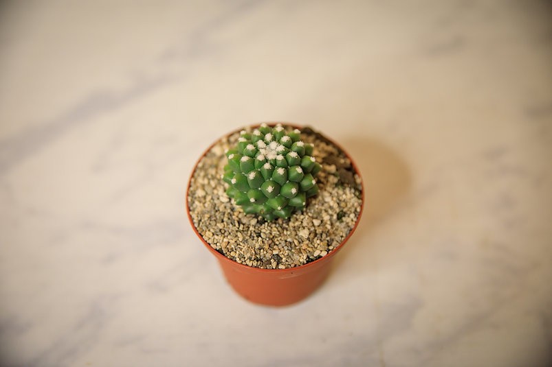 Mammillaria polythele 'Toluca'