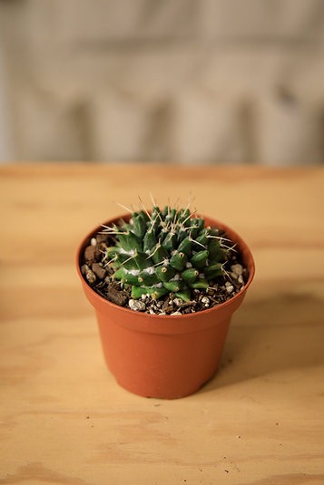 Mammillaria polythele 'Toluca'