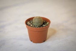 Rebutia heliosa