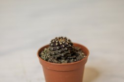 Copiapoa Tenuissima