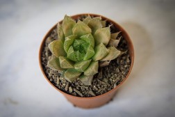 Haworthia cooperi baker