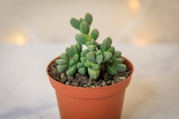 Corpuscularia lehmannii "Ice Plant"