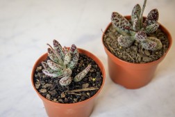 Adromischus festivus (Plovers Egg Plant)