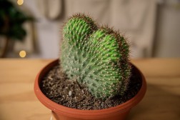 Echinocactus grusonii forma cristata