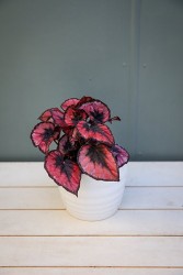 Begonia 'Red Kiss'