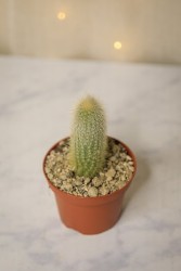 Golden rat tail cactus