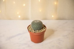 Button Cactus (Epithelantha micromeris)