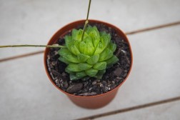 Haworthia cymbiformis