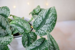 Epipremnum pictus "Trebie Pothos"