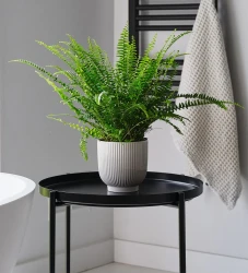 Boston Fern