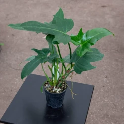 Philodendron Golden Dragon