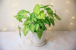 Syngonium "Robusta Green"