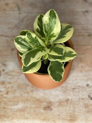 Peperomia Obtusifolia Variegata