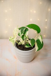 Epipremnum aureum "Half Moon" Pothos