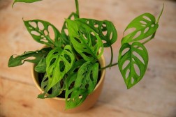 Monstera adansonii "Swiss Cheese Vine"