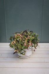 Variegated Tahitian Bridal Veil