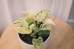 Epipremnum aureum "Snow Queen" pothos