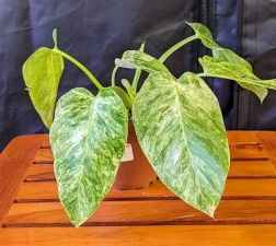 Philodendron Blizzard