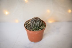 Echinopsis ancistrophora subs. arachnacantha