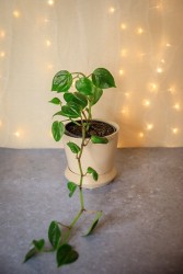 Peperomia nitida 'Scandens'